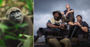 On the left, a close-up of a gorilla amidst green foliage. On the right, three filmmakers sit on a vehicle under a cloudy sky, one holding a large camera, all looking thoughtfully into the distance.
